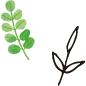 葉のイラスト