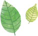 葉のイラスト
